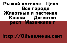 Рыжий котенок › Цена ­ 1 - Все города Животные и растения » Кошки   . Дагестан респ.,Махачкала г.